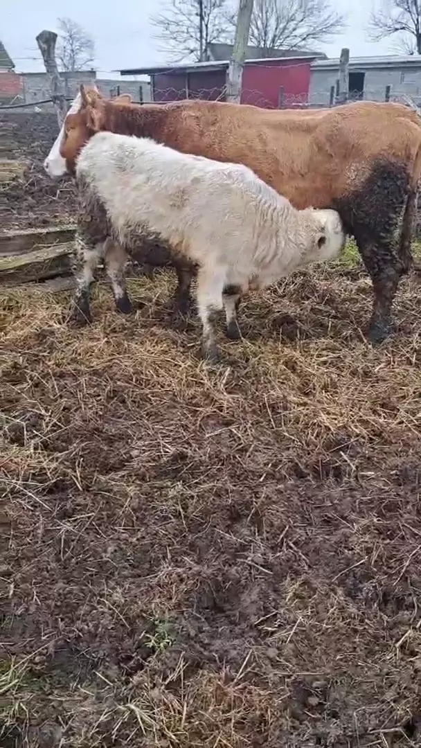 Продажа коровы и бычков, Хасавюртовский район