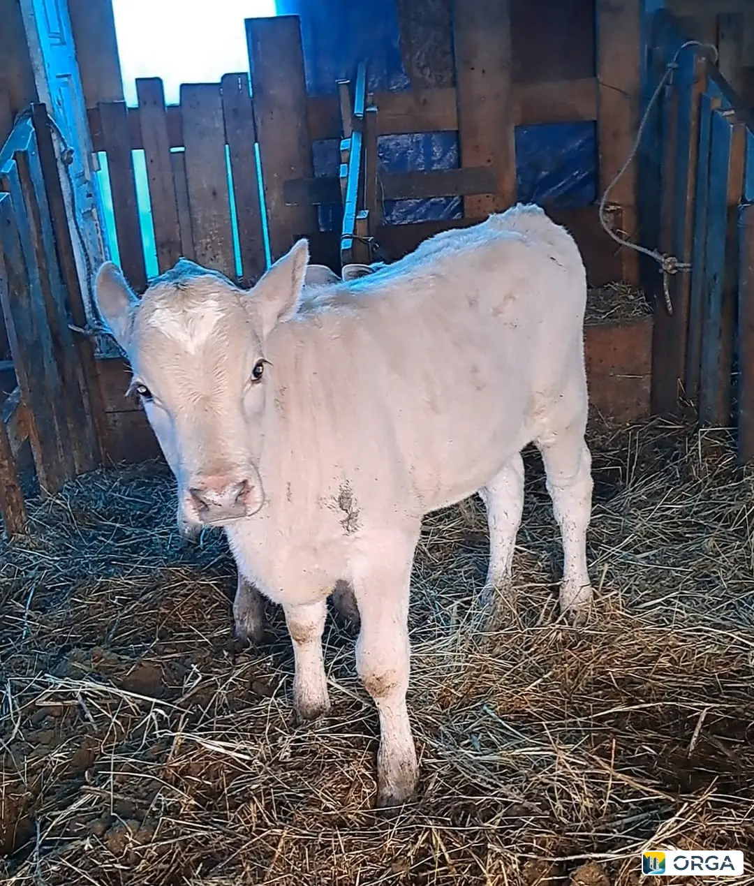 Продажа коровы и бычков, Хасавюртовский район