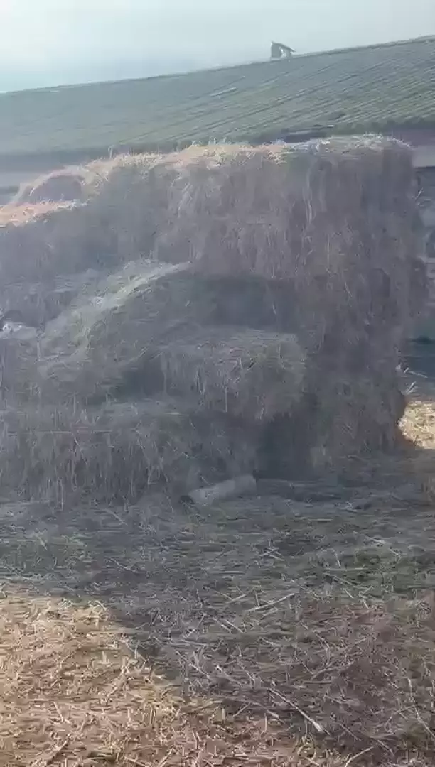 Продается бычок 7,8 месяцев