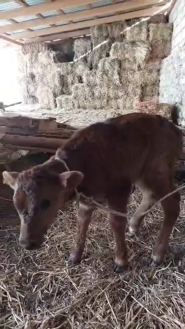 Продается теленок