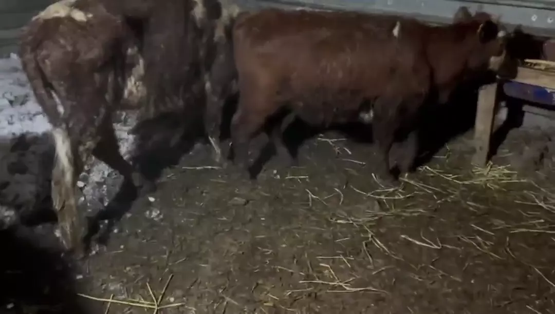 Продаются коровы и быки, 4 головы по 48 тыс