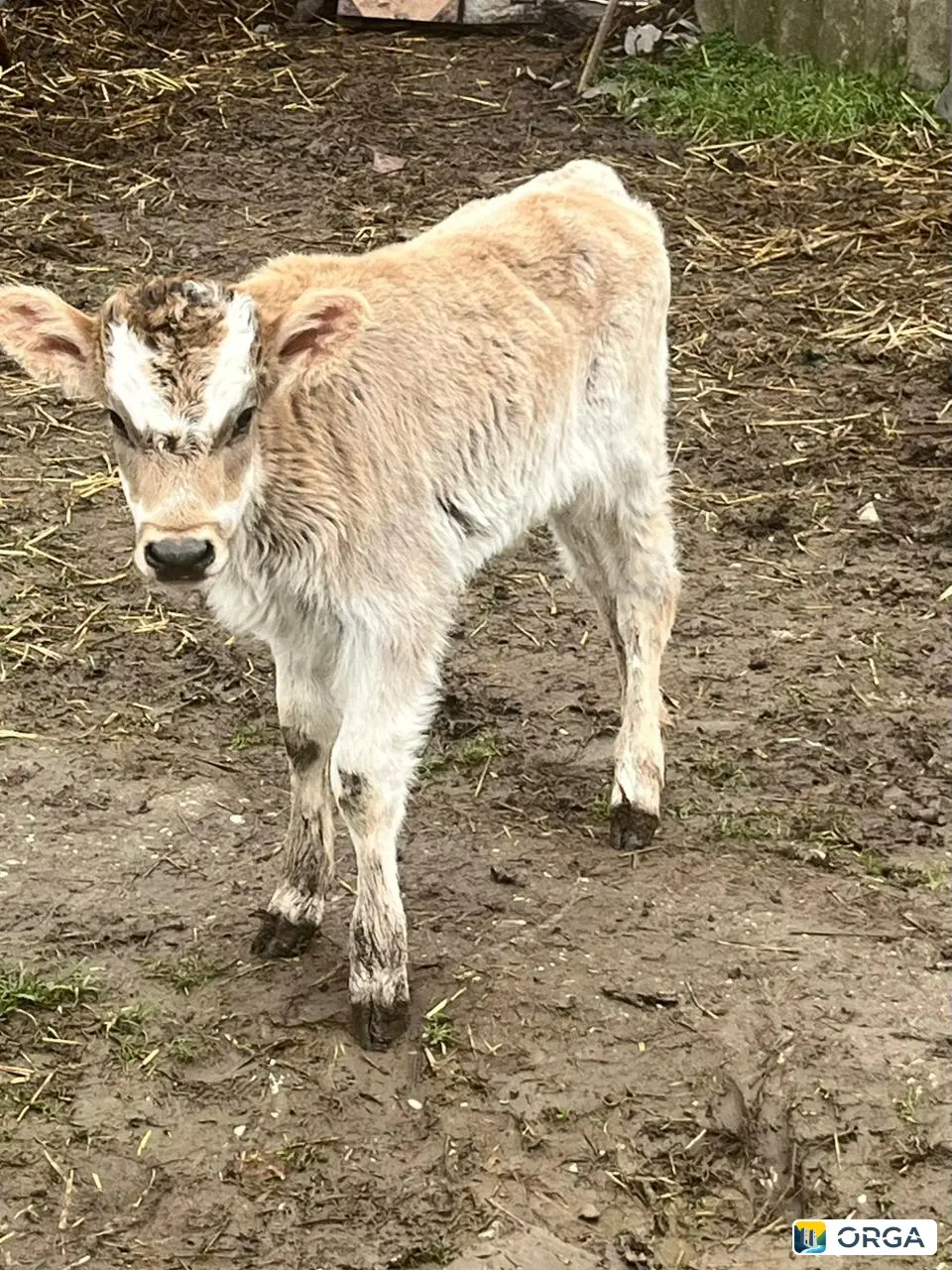 Продается здоровый бычок подсосный, 3 недели