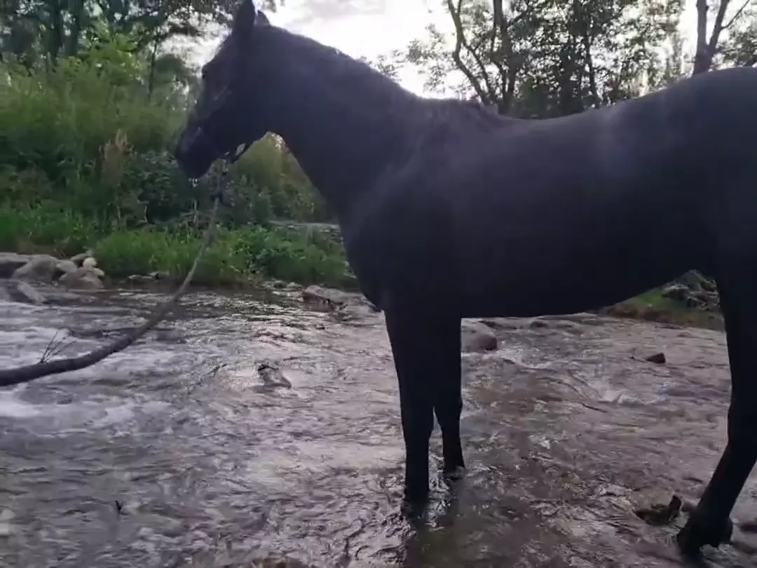 Жеребец, 7 лет, вороные/темно-гнедые, без травм