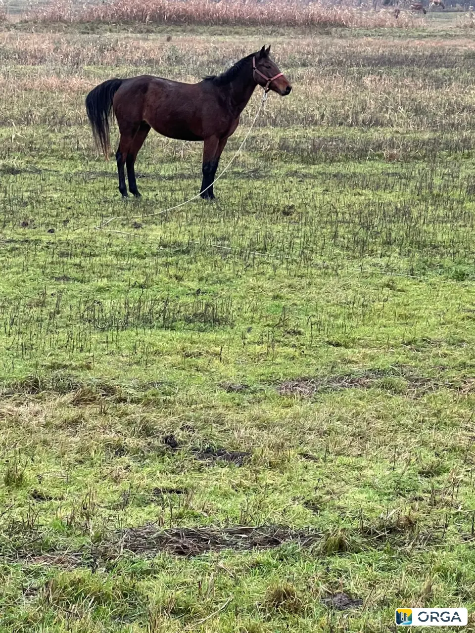 Продаю кобылу лошадь