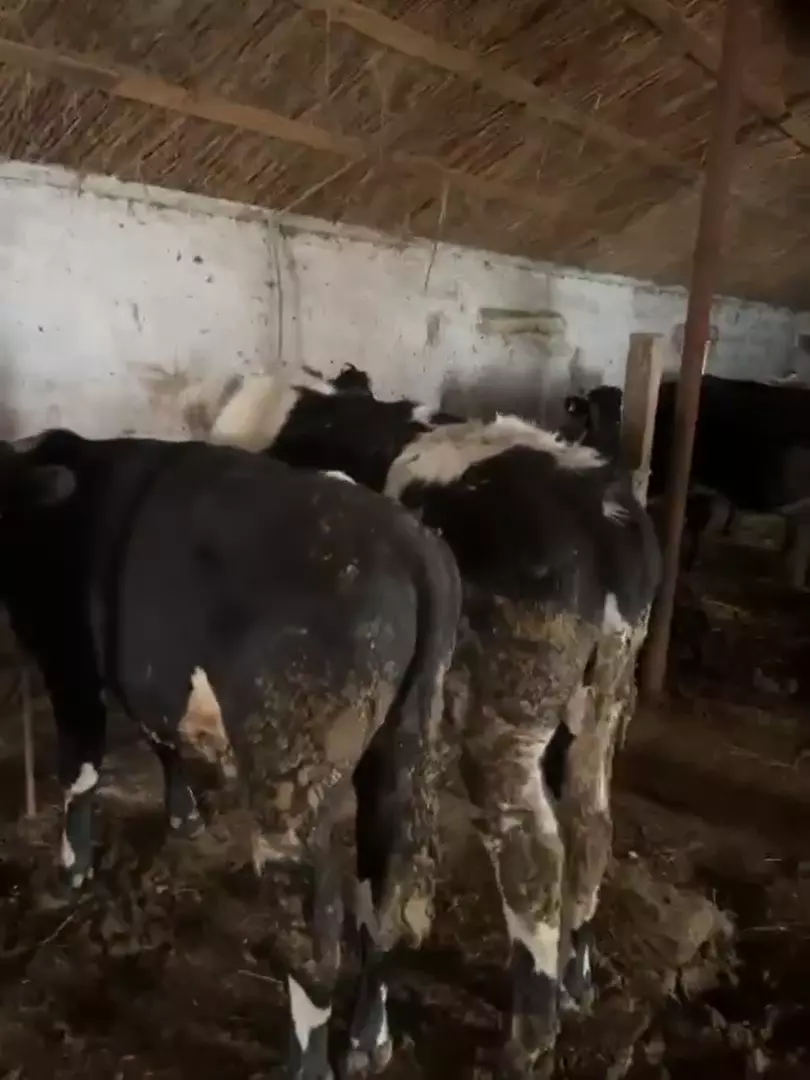 Продаются бычки по 85 т