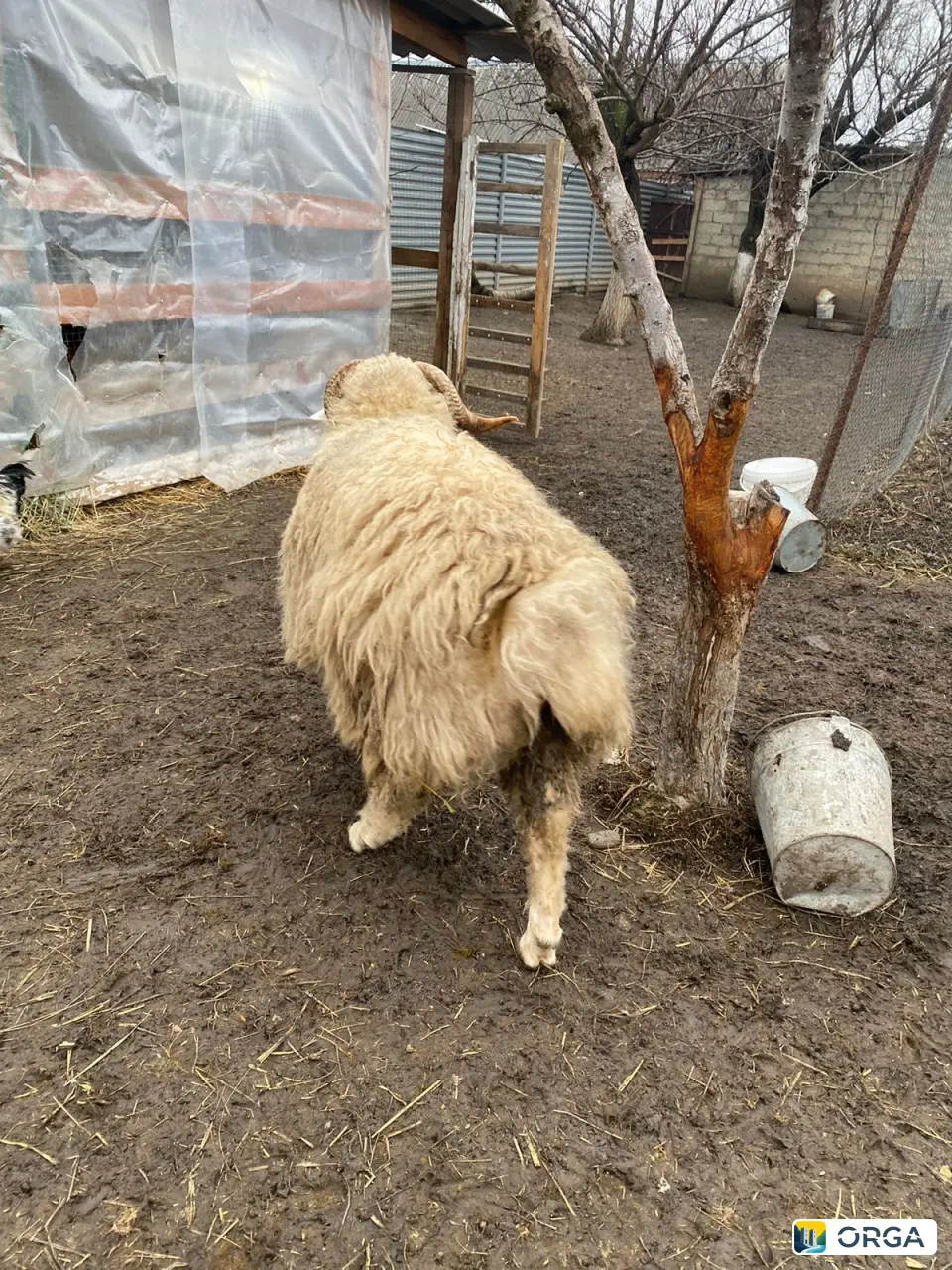 продаются два барана возраст год и две ярки