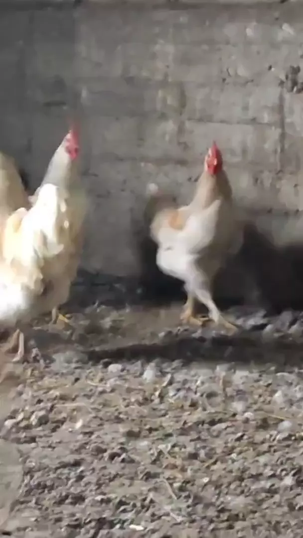 Петухи 8 штук