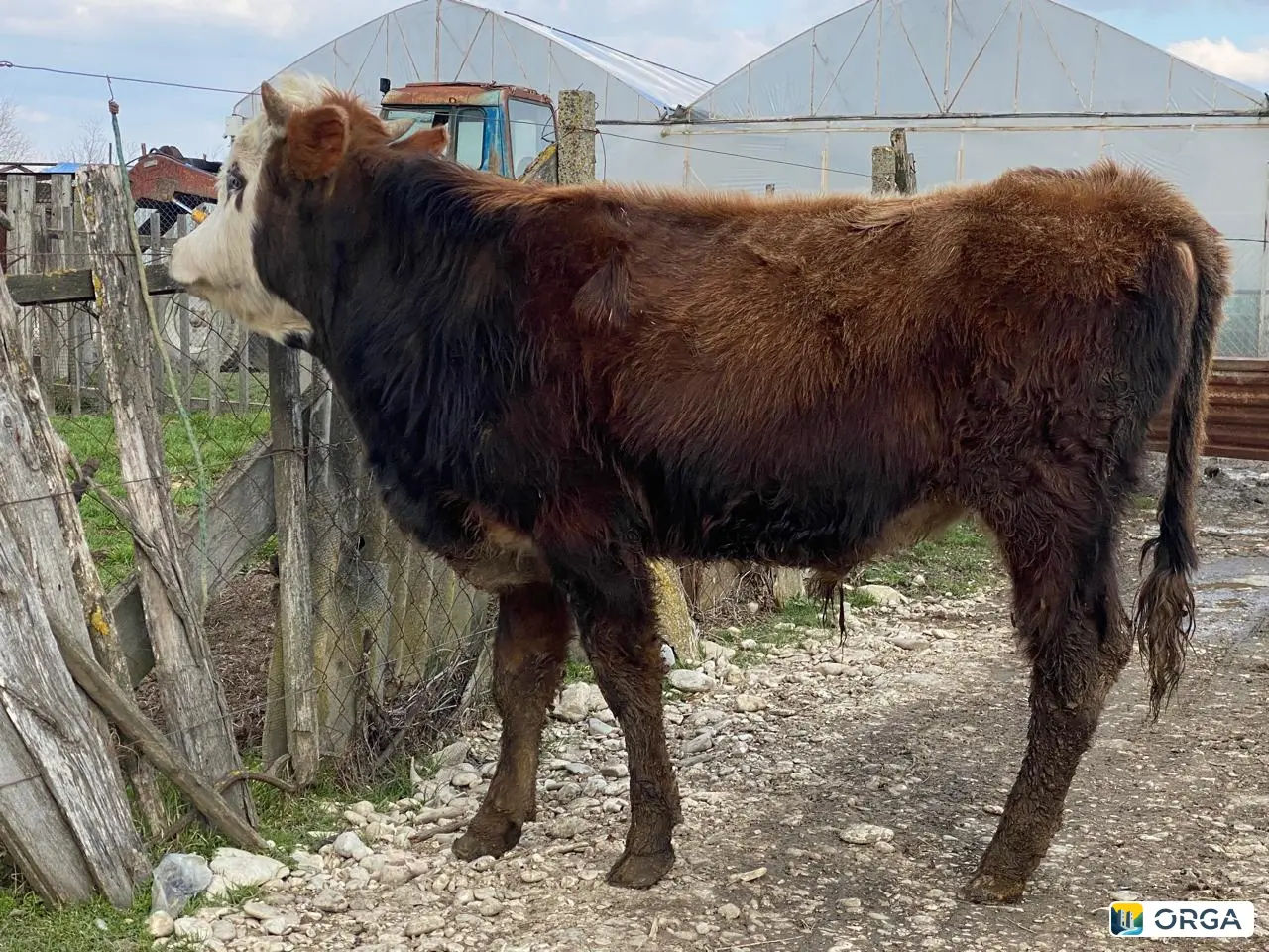 Породистый бычок годовалый