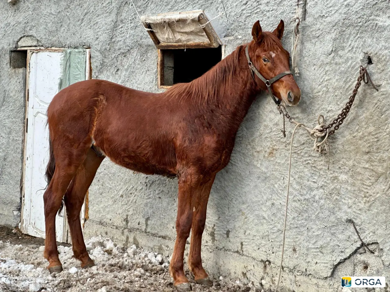 Жеребец полтарашка