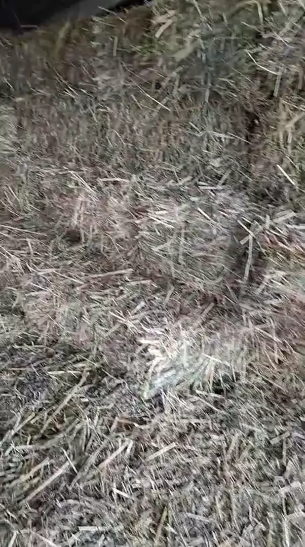 Суданка, корм для кур, гусей, уток