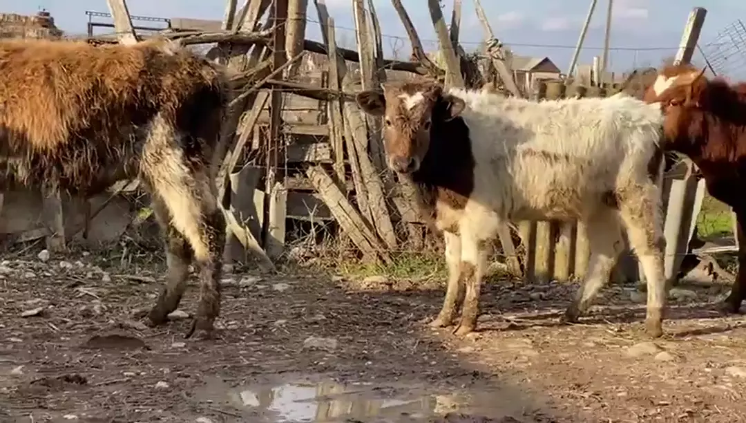 4 бычка до года, хороший аппетит, цена 58т, недалеко от Хасавюрта