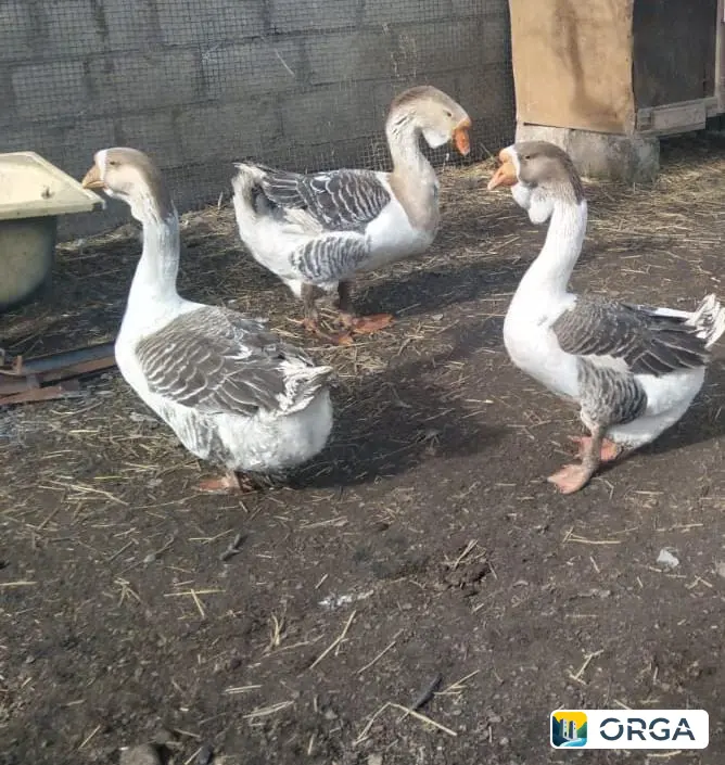 Продаются холмогорские гуси: 2 самки и 1 самец