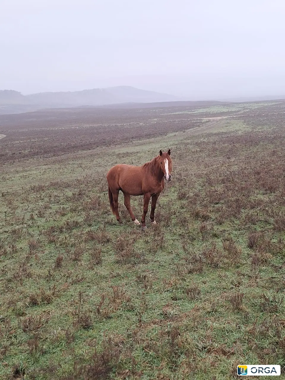Продается жеребец, 5 лет, обученный, рост 155 см