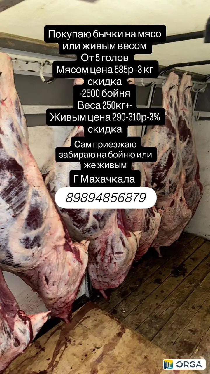 Покупаю бычков на забой в Махачкале