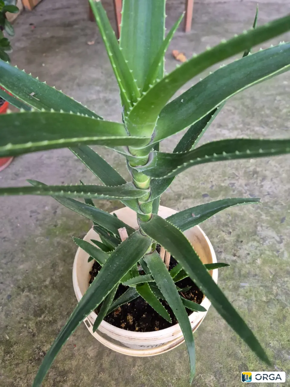 растение комнатные растения