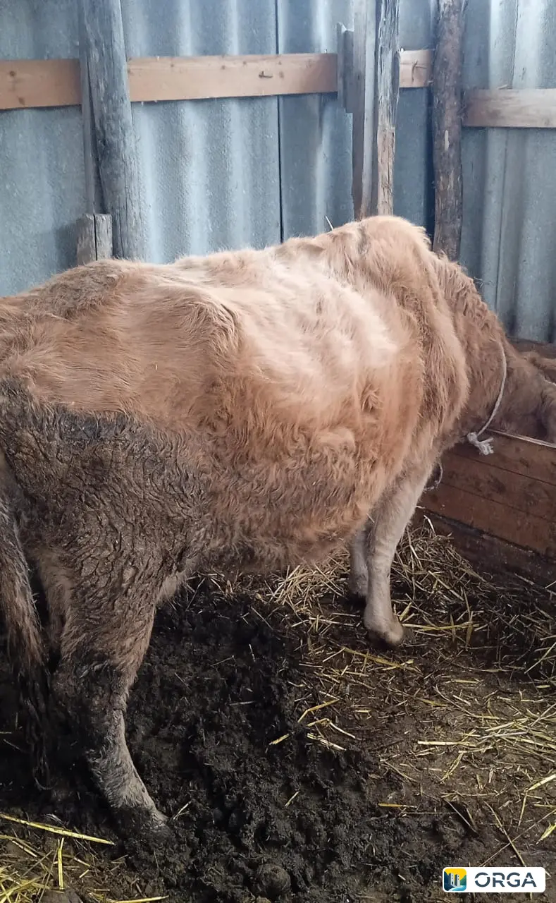 Продам корову 6.7 лет, цена 75000 тг, возможен бартер на козлят