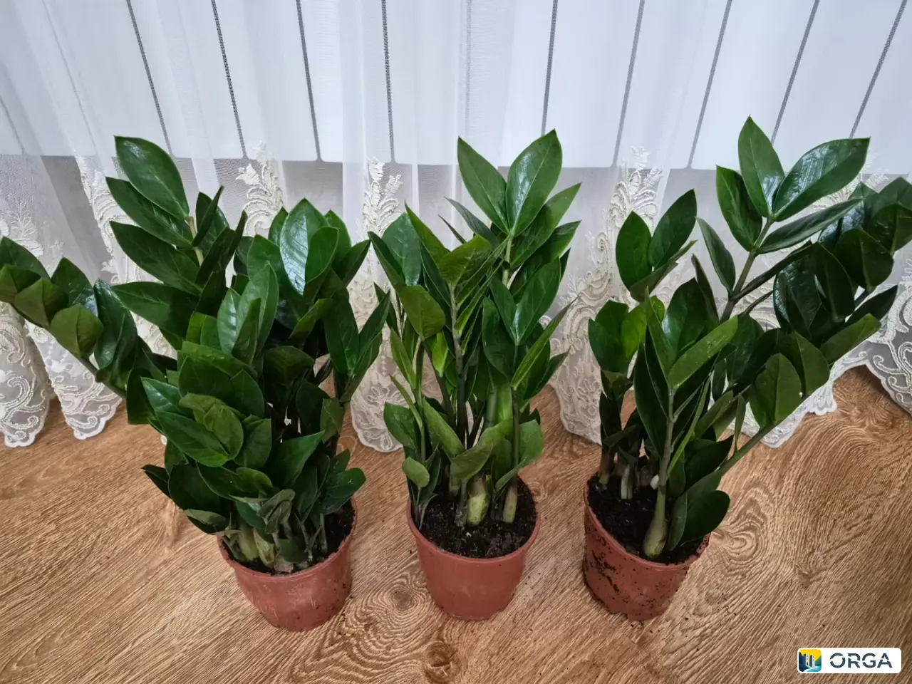 Замиакулькас по 1800р Каспийск