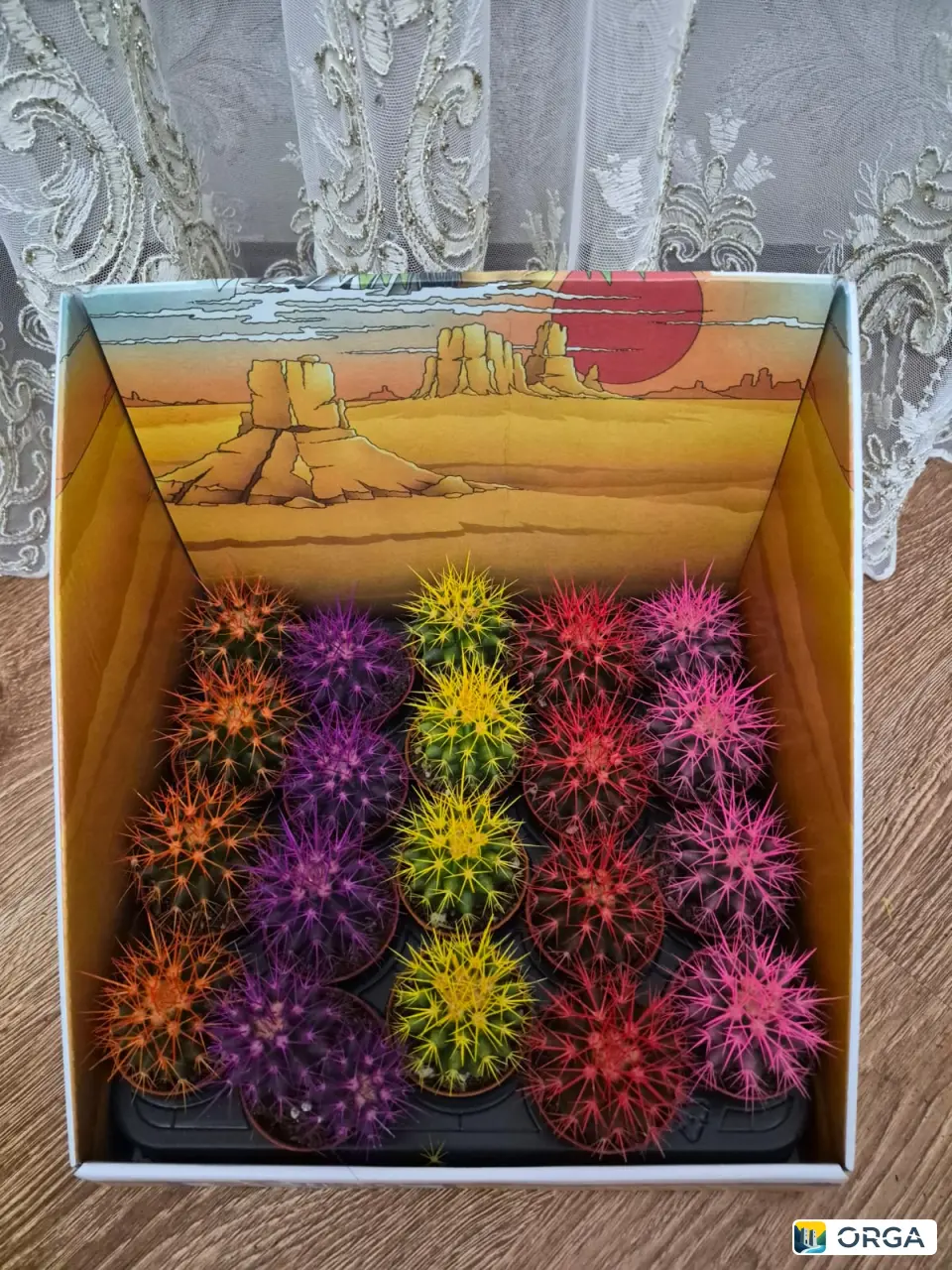 Кактусы и комнатные растения